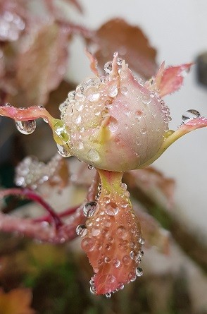 rosée du matin