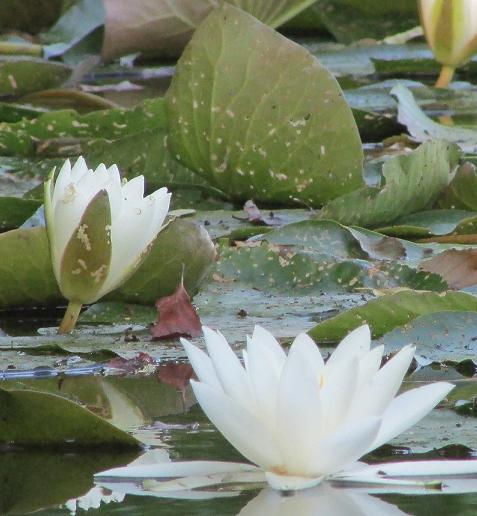 nenuphar blanc