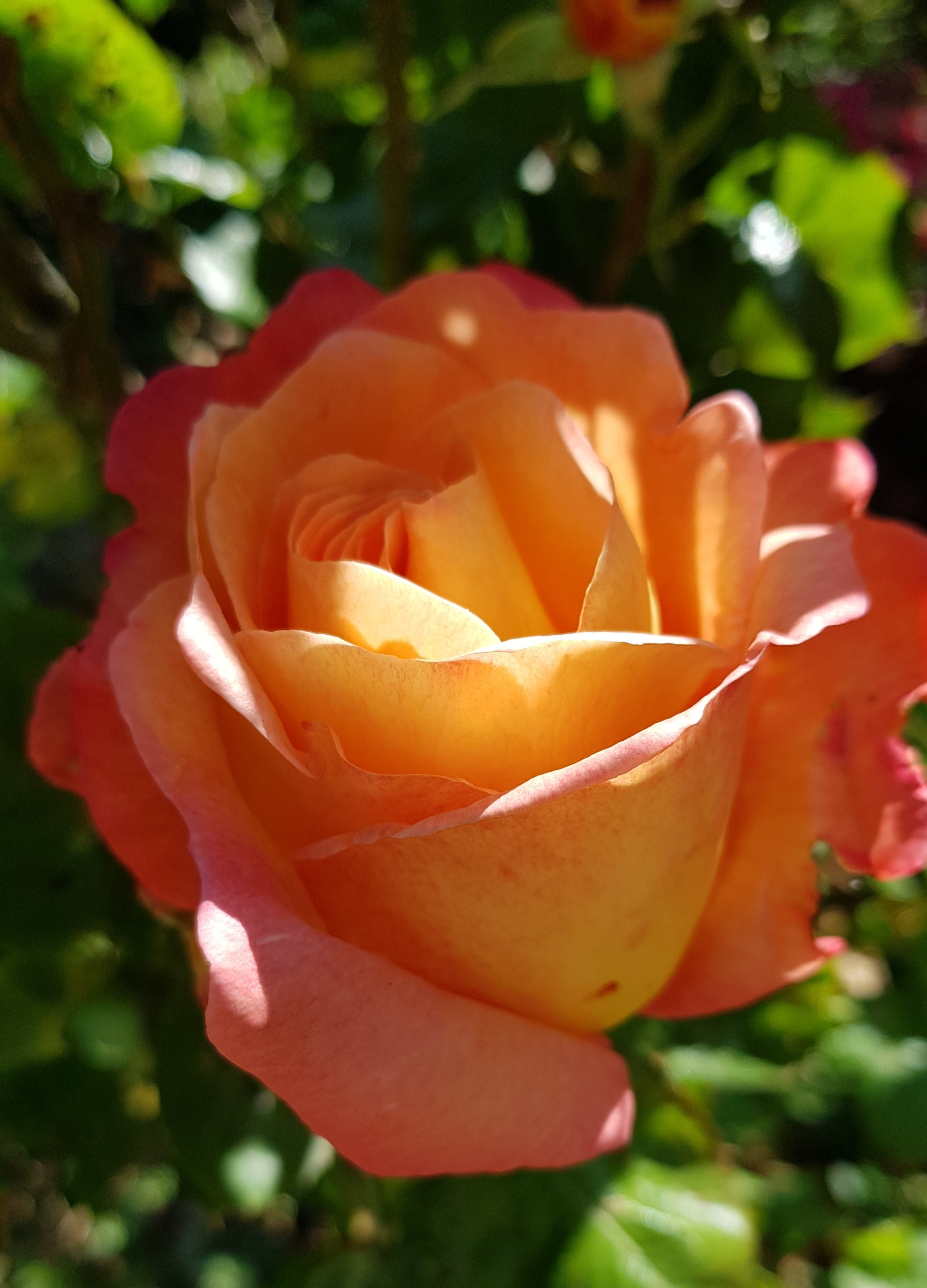 Rose du jardin1