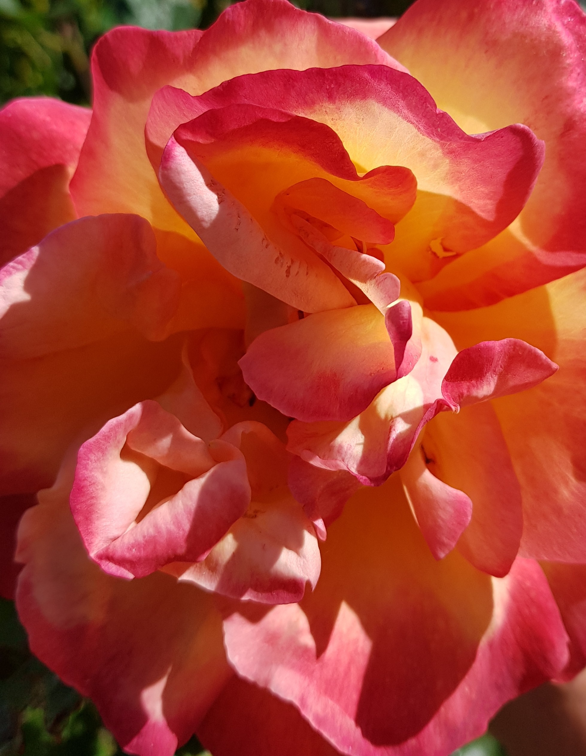 Rose du jardin2