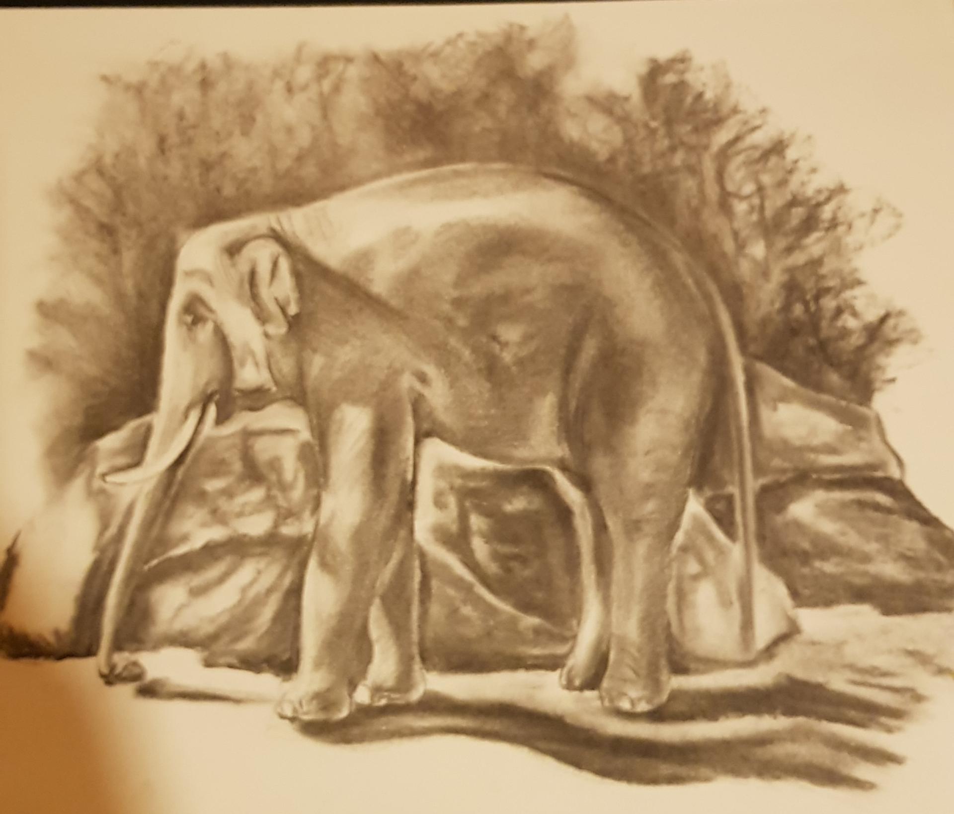 Elephant au fusain