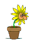 Pot plante